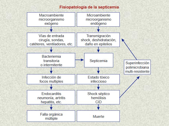 2024.SEPTICEMIA.JPG